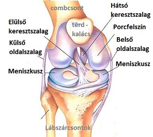 This image has an empty alt attribute; its file name is meniscus-2.jpg